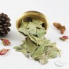 eucalyptus eucalyptus