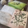 herbier des sorcieres herbier des sorcieres