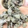 Menthe verte bio Menthe verte bio