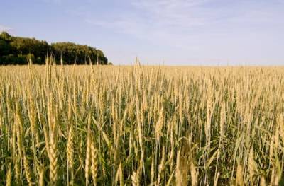 champ de blé