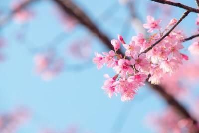 Fleurs de cerisier aux printemps à Ostara