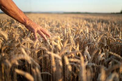 paysan passant sa main sur un champs de blé pour Lughnasadh