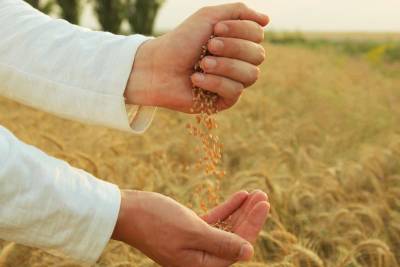 paysan avec du blé dans ses mains pour lugnasadh