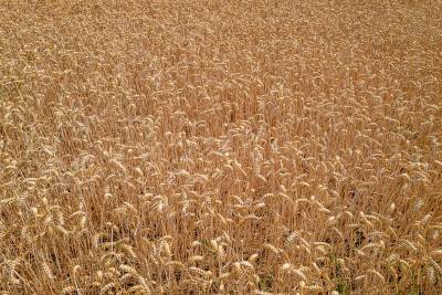 champs de blé pour lughnasadh