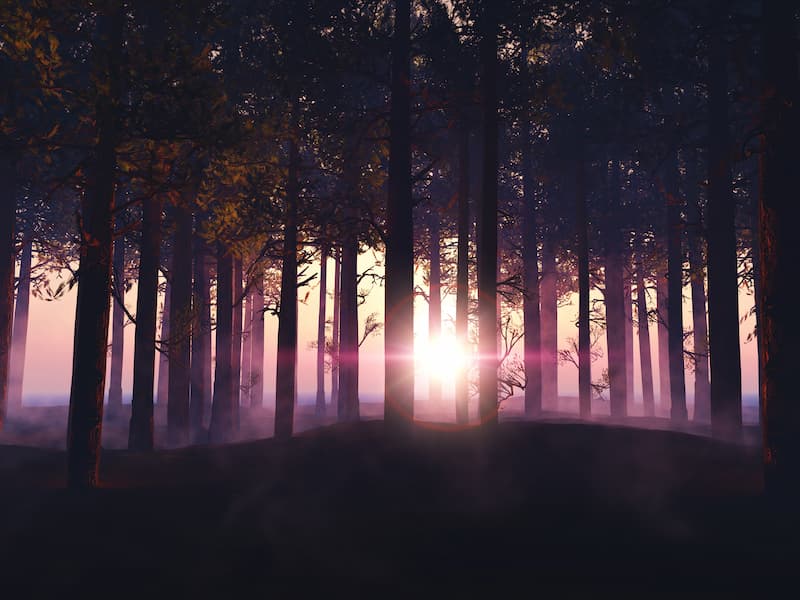 Solution contre magie noire la lumière dans la forêt