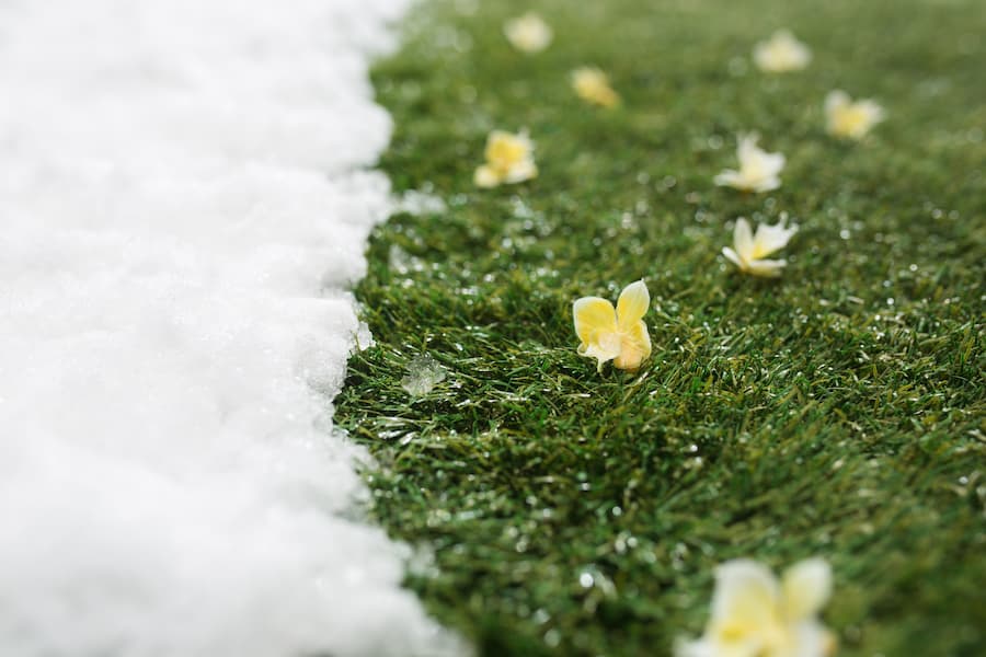 Gazon et fleur jaune recouvert de neige