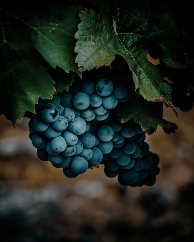 Du raisin une nuit de nouvelle lune