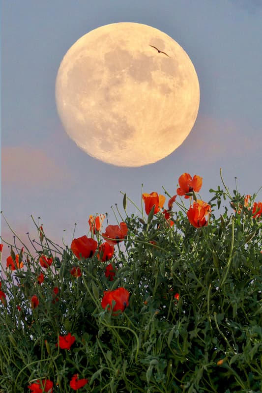 Pleine lune du mois de mai 2025 avec des coquelicots