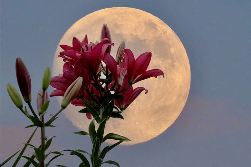 La pleine lune derrière une fleur au pétale rose