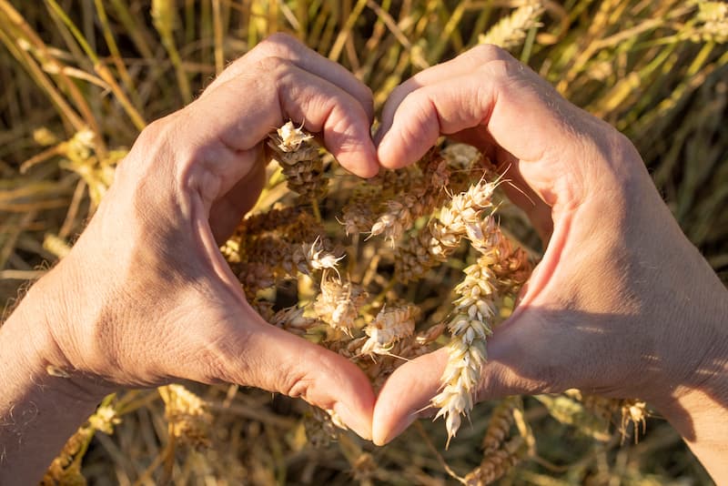 Des mains qui forment un coeur dans un champs de blé en guise de gratitude et d'offrande aux dieux et à la Nature